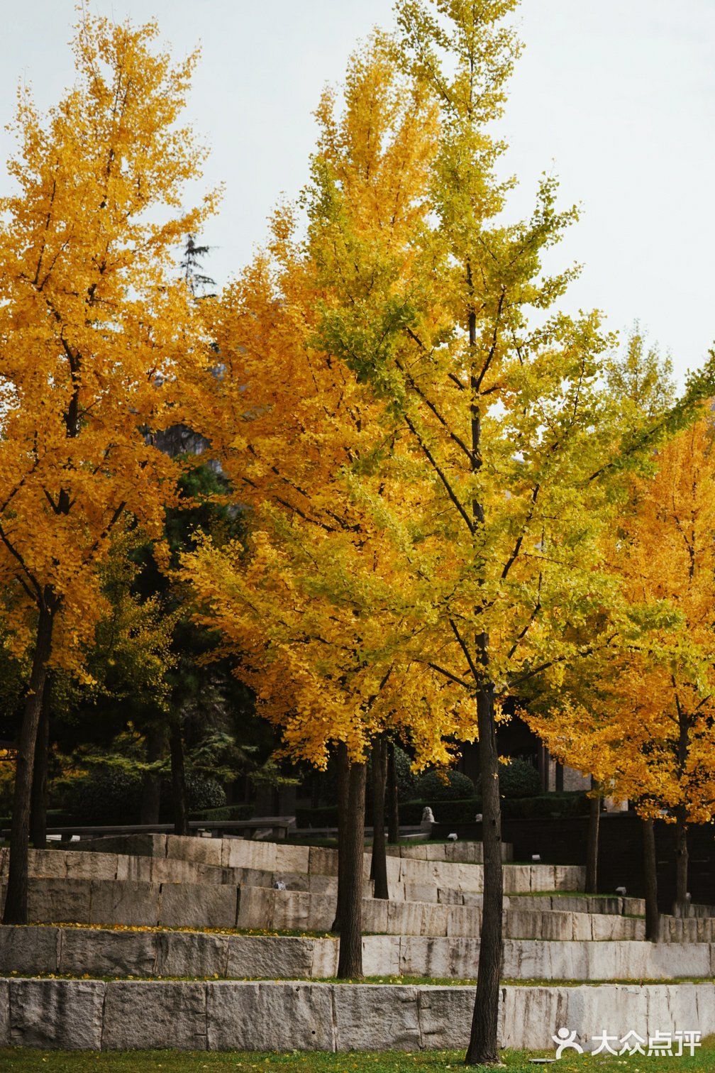 金秋赏银杏推荐