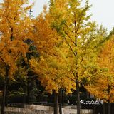 金秋赏银杏推荐