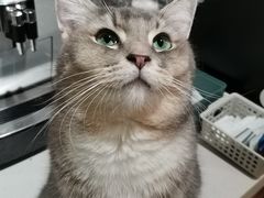 -MOCHA明星猫咖(田子坊店)