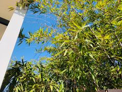 -大队长大灶鹅