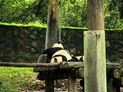 -都江堰中华大熊猫苑