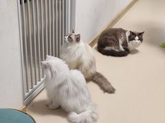 -猫在这儿猫咪咖啡馆·撸猫馆