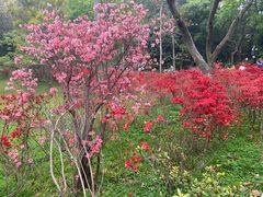 -广州市白云山风景名胜区