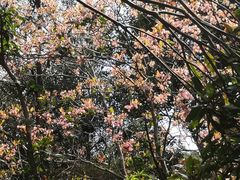 -梧桐山风景名胜区