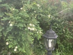 -武汉紫薇都市田园