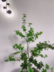 -AM半永久纹眉