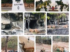 -清迈夜间动物园