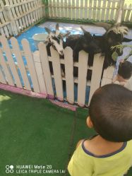 -萌宠亲子动物乐园(槐房万达店)