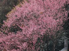 -龟山风景区-龟山电视塔