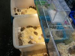 -万商花鸟市场