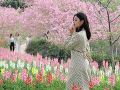 -天适樱花悠乐园