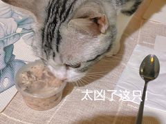 -吉丁鸟咖·异宠·寄养