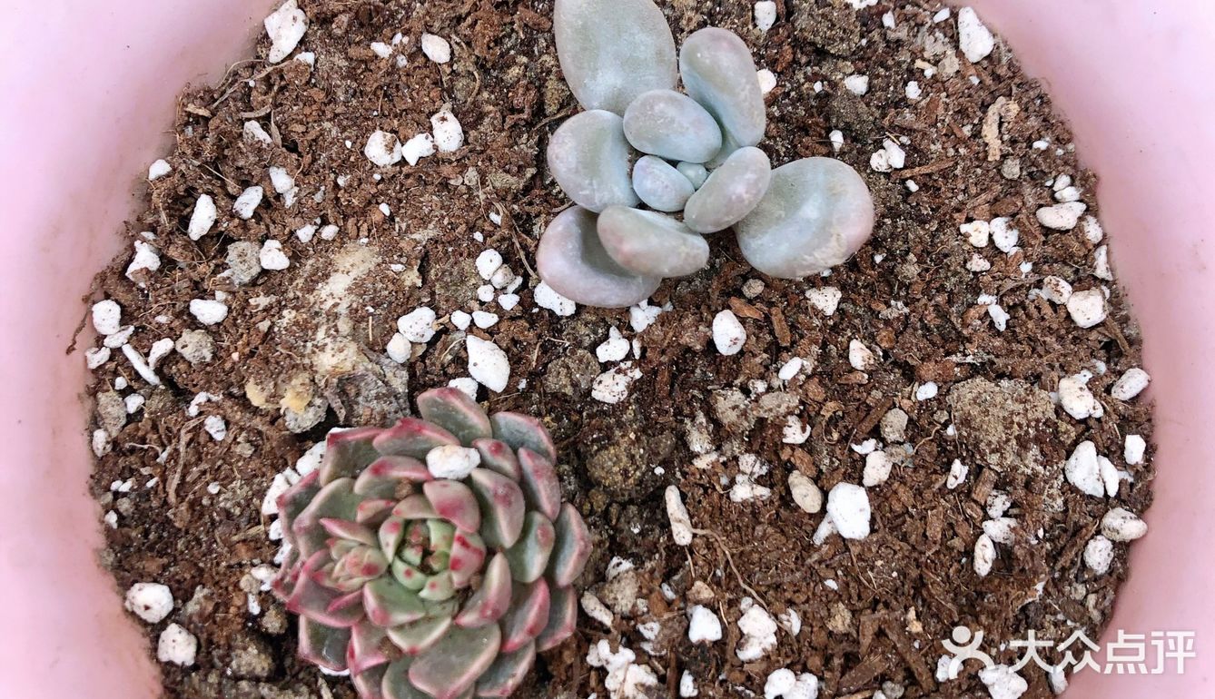 宅家的空闲时间多了,春天也到了,就忍不住买了好多小多肉