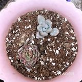 宅家的空闲时间多了,春天也到了,就忍不住买了好多小多肉