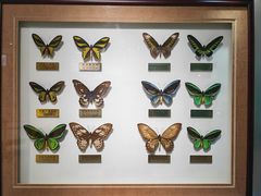 -上海昆虫博物馆