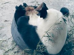 -石家庄市动物园