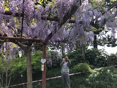 -嘉定紫藤园