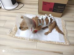 -宠爱国际动物医院· 猫科· 外科·中兽医(长白店)