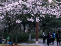 -顾村公园