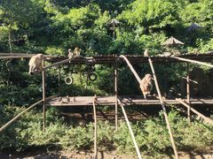 -西双版纳原始森林公园
