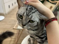 -李小姐の猫咖啡馆(五角场店)