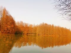 -上海海湾国家森林公园