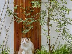 -喵屿·大理花园猫咖