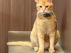 -Again Coffee Roaster(香蜜湖店)