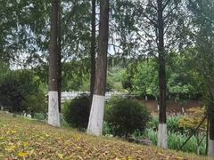 -羊山湖公园