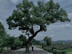 -龙坞茶村