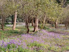 -上海共青森林公园