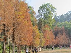 -番禺大夫山森林公园