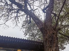 -湘子庙