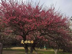 -杭州植物园