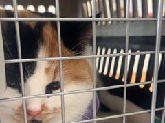 -艾贝尔宠物医院·24H转诊中心·肿瘤猫专科(江宁双龙店)