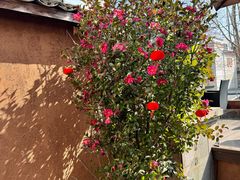-黄山老妈·土菜(碧桂园店)