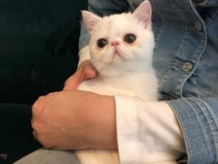 -猫大福·Fortune Cat猫舍(百子湾店)