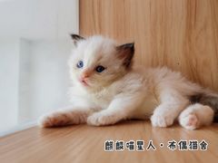 -十年猫舍·猫咪专门店(普陀店)