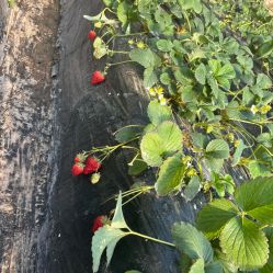 -蓝呗呗蓝莓草莓采摘园(通州区马驹桥店)