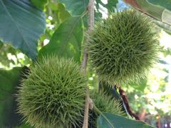 板栗-兴福老面馆(寺路街店)