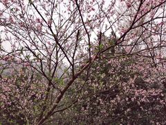 -桃花岭景区