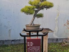 -扬州大运河文化旅游度假区·盆景园