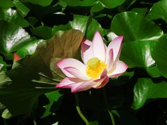 -陶然亭公园