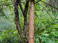 -西岭雪山大飞水景区