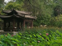 -莲湖公园