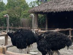 -上海野生动物园
