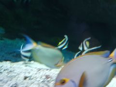 -大连圣亚海洋世界
