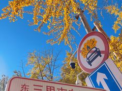 -三里屯东五街银杏大道