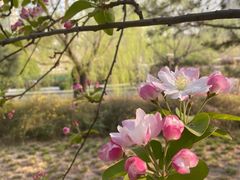 -海棠花溪(元大都城垣遗址公园)