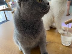 -平行世界·猫咖(首经贸店)